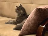 Maine Coon