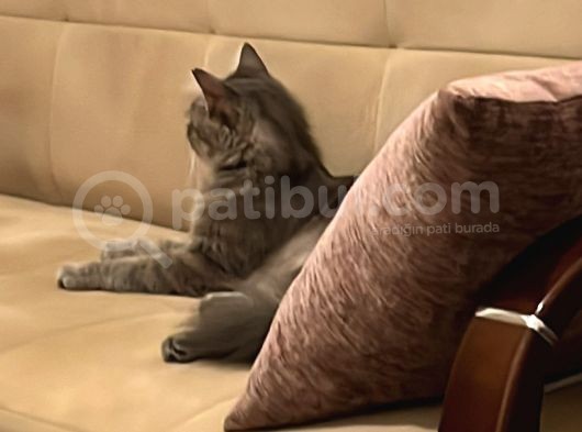 Maine Coon görsel