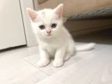 Scottish Fold Scottish Straight Kardeşler