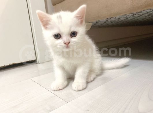 Scottish Fold Scottish Straight Kardeşler görsel