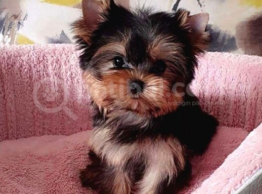 Vecihi Den Yorkshair Terrier Teacup Bebekler görsel