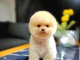 Ayı Surat Pomeranian Boo Yavrularımız