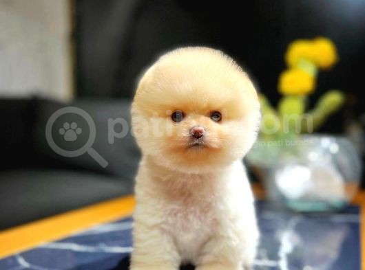 Ayı Surat Pomeranian Boo Yavrularımız görsel