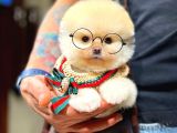 Ayı Surat Pomeranian Boo Yavrularımız