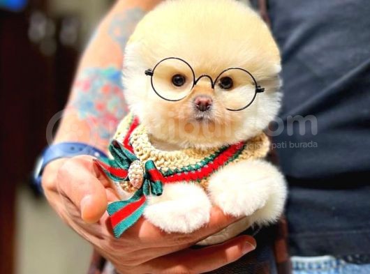Ayı Surat Pomeranian Boo Yavrularımız