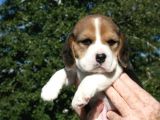 Beagle Yavrulari Mama Ve Malzeme Kampanya Li