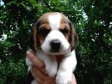 Beagle Yavrulari Mama Ve Malzeme Kampanya Li