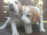 Beagle Yavrulari Mama Ve Malzeme Kampanya Li