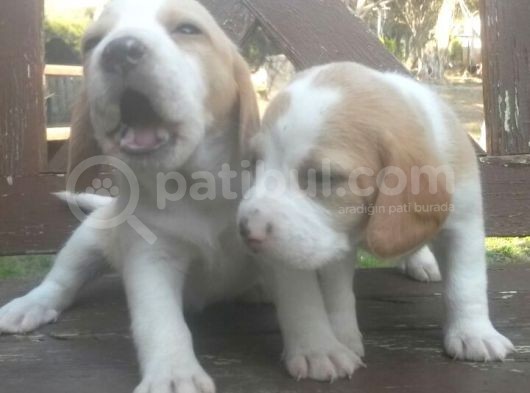 Beagle Yavrulari Mama Ve Malzeme Kampanya Li görsel
