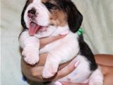 Beagle Yavrulari Mama Ve Malzeme Kampanya Li