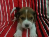 Beagle Yavrulari Mama Ve Malzeme Kampanya Li