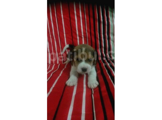 Beagle Yavrulari Mama Ve Malzeme Kampanya Li görsel