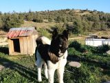 Amerikan Akita Yavru (Minik Pandalar) Safkan