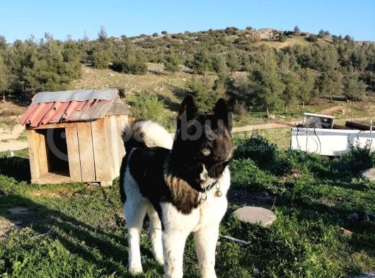 Amerikan Akita Yavru (Minik Pandalar) Safkan görsel