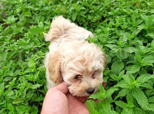 Üst Düzey Kg Garantili Dişi Maltipo görsel