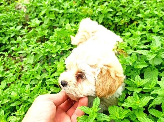 Üst Düzey Kg Garantili Dişi Maltipo görsel