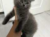 Bursa British Shorthair Yavru