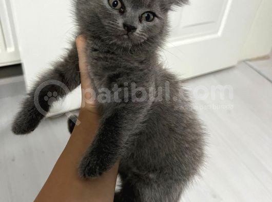 Bursa British Shorthair Yavru görsel