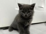 Bursa British Shorthair Yavru