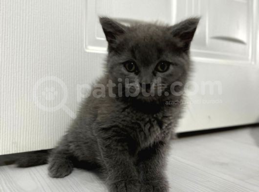 Bursa British Shorthair Yavru görsel