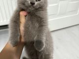 Bursa British Shorthair Yavru