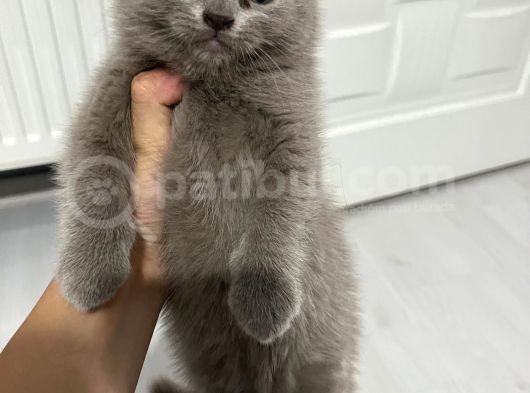 Bursa British Shorthair Yavru görsel
