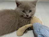 Bursa British Shorthair Yavru