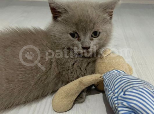 Bursa British Shorthair Yavru