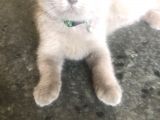 Kedi British
