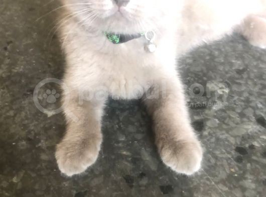 Kedi British