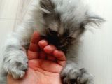 Duman'A Acil Yuva