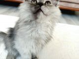 Duman'A Acil Yuva
