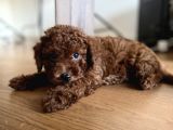 Toy Poodle Red Brown