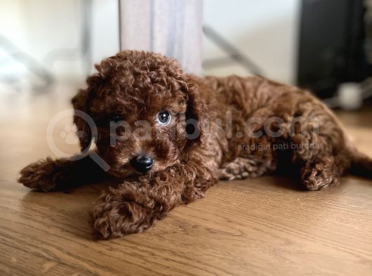 Toy Poodle Red Brown