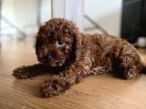 Toy Poodle Red Brown
