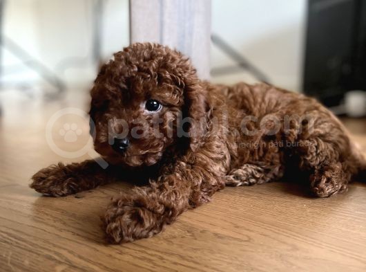 Toy Poodle Red Brown görsel
