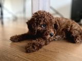 Toy Poodle Red Brown