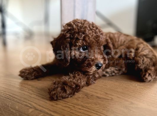 Toy Poodle Red Brown görsel