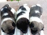 Amerikan Akita Yavru (Minik Pandalar) Safkan