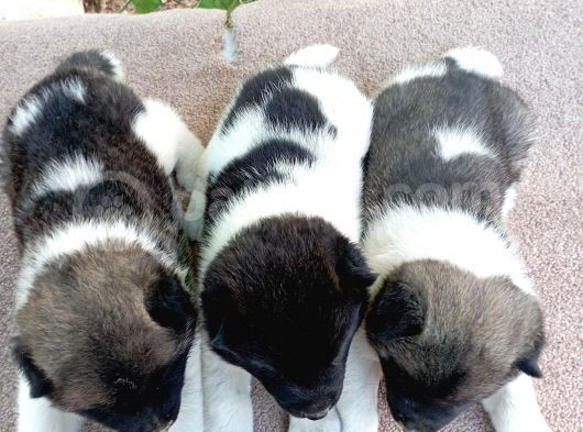 Amerikan Akita Yavru (Minik Pandalar) Safkan görsel