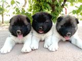 Amerikan Akita Yavru (Minik Pandalar) Safkan