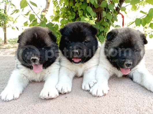 Amerikan Akita Yavru (Minik Pandalar) Safkan