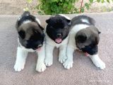 Amerikan Akita Yavru (Minik Pandalar) Safkan
