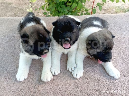 Amerikan Akita Yavru (Minik Pandalar) Safkan görsel
