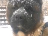Amerikan Akita Yavru (Minik Pandalar) Safkan