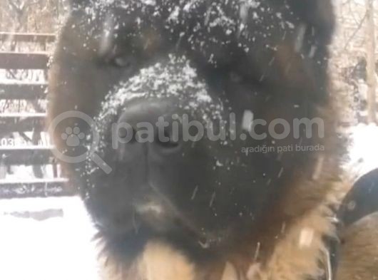 Amerikan Akita Yavru (Minik Pandalar) Safkan görsel
