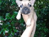 French Buldog