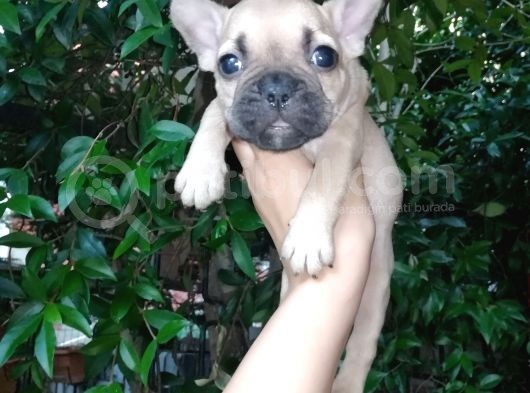 French Buldog