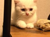 Scottish Fold