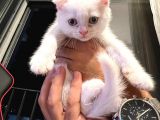 Scottish Fold